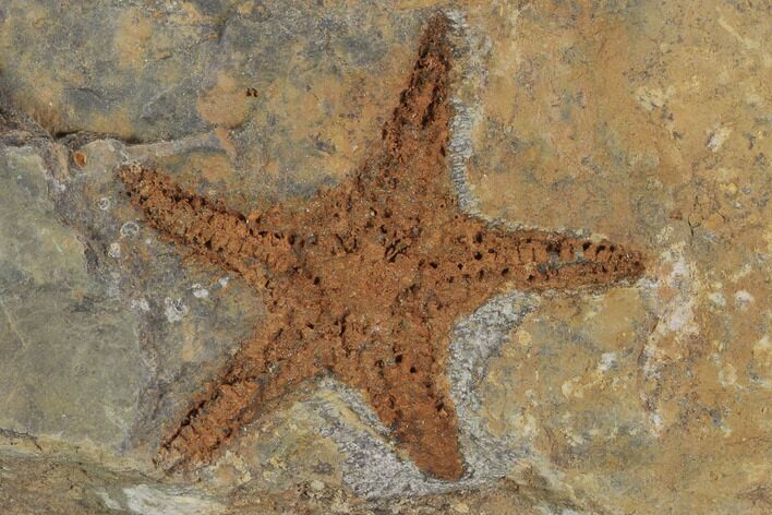 Ordovician Starfish (Petraster?) - Morocco #94325